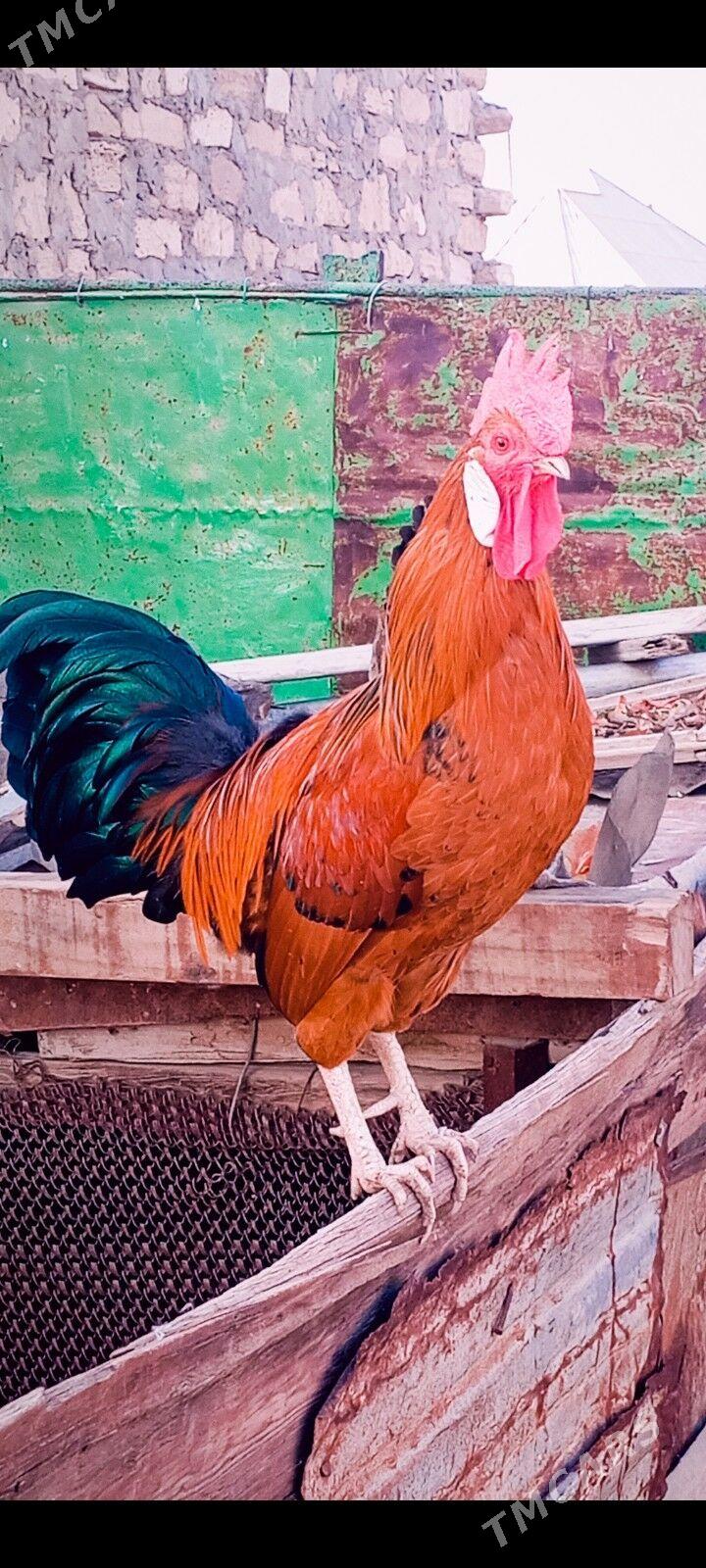 horaz - Гумдаг - img 1