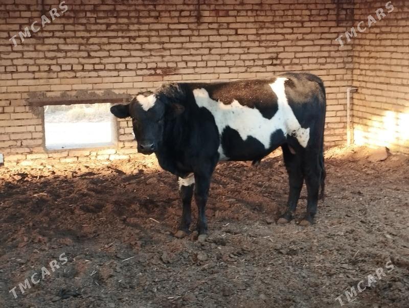 öküz - Мургап - img 3