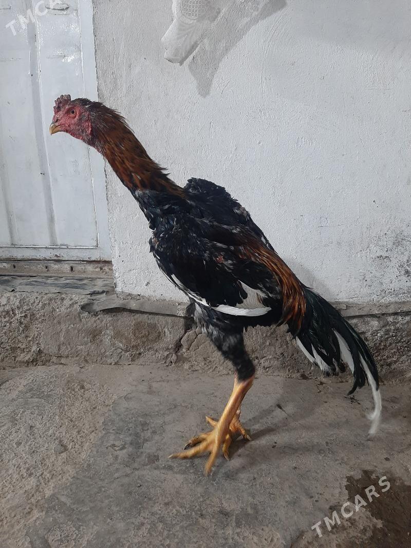 juyja horaz - Сакарчага - img 6