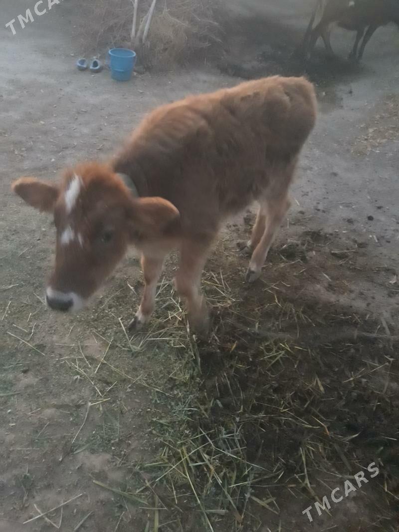 Tuwe - Гёкдепе - img 2