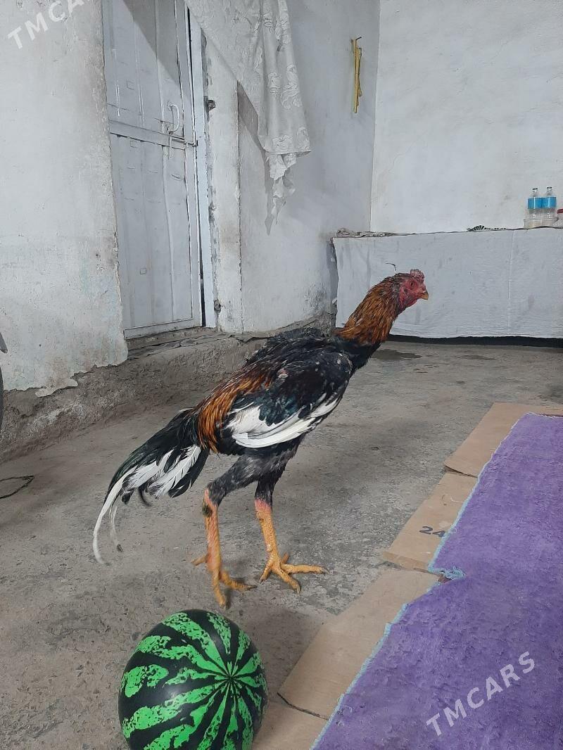 juyja horaz - Сакарчага - img 7