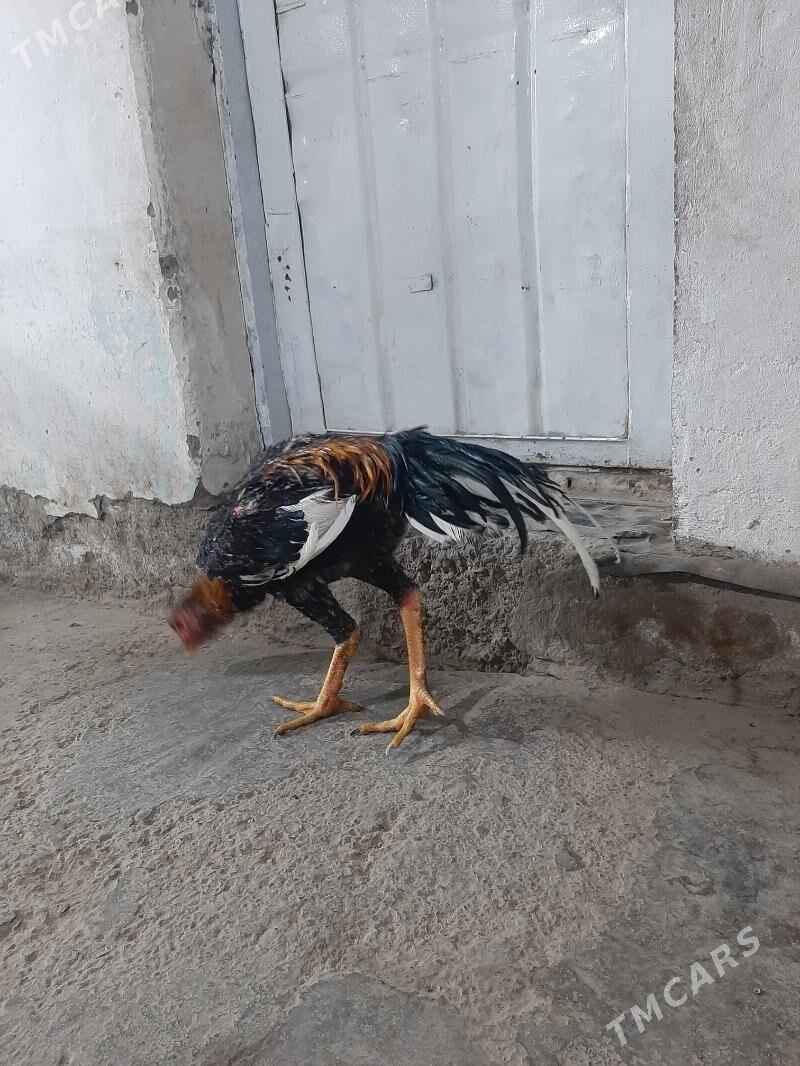 juyja horaz - Сакарчага - img 5