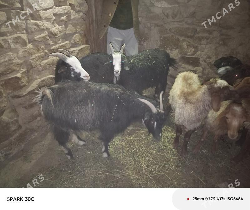 geçi - Гызыларбат - img 2