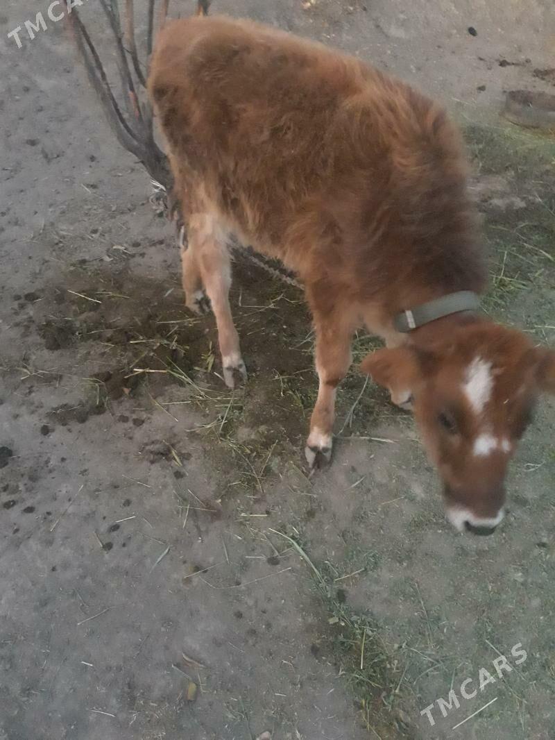 Tuwe - Гёкдепе - img 3