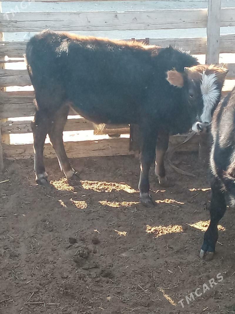 oküz we gaçar - Esenguly - img 3