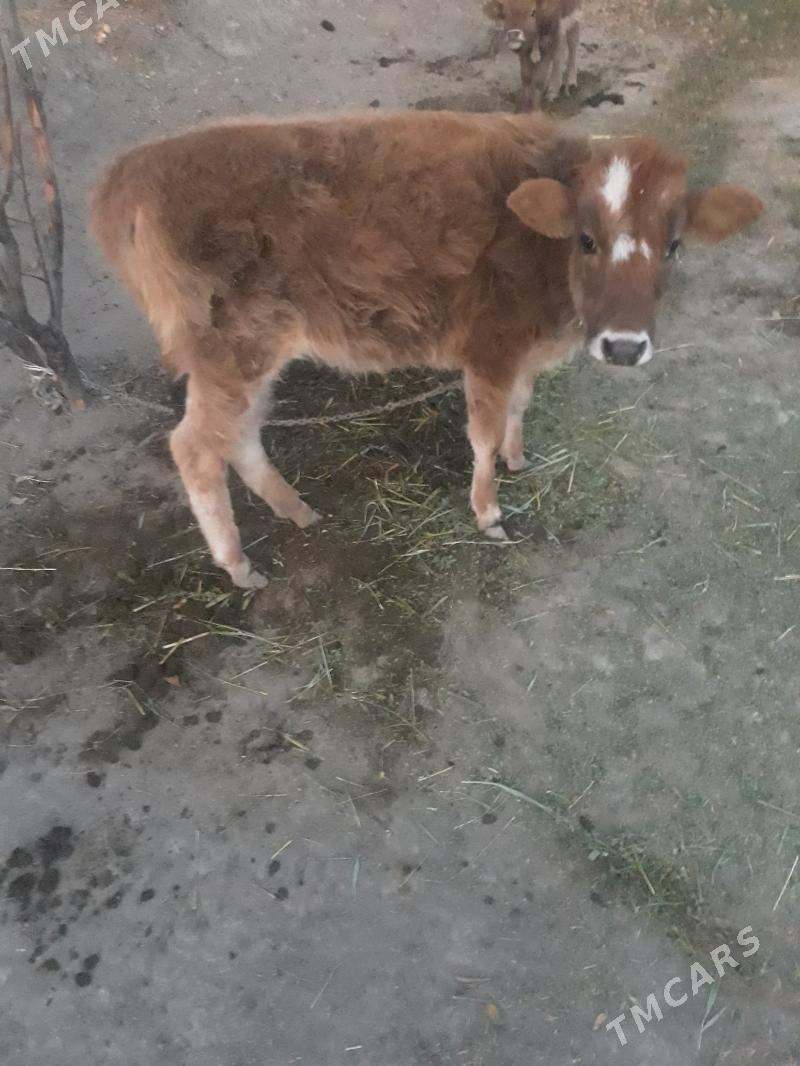 Tuwe - Гёкдепе - img 4