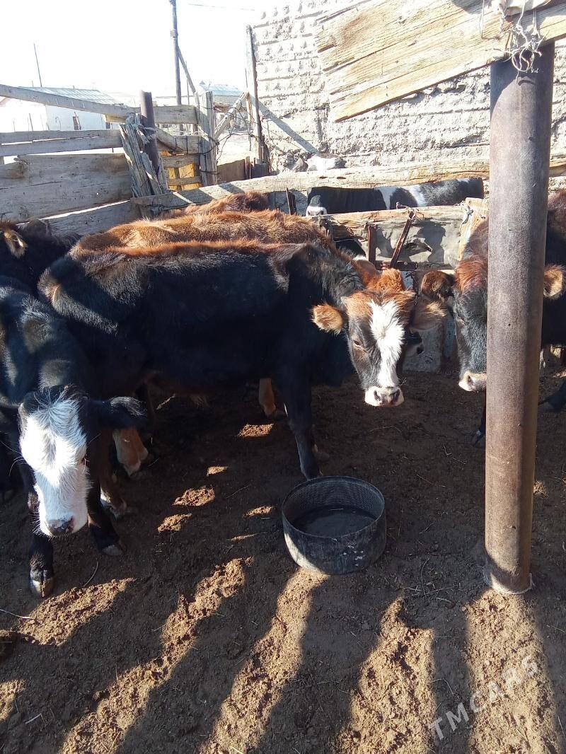 oküz we gaçar - Esenguly - img 2