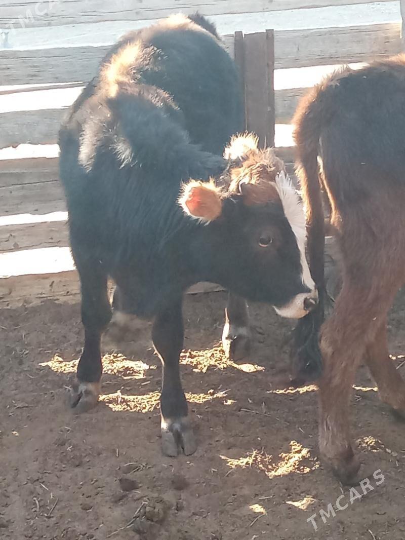 oküz we gaçar - Esenguly - img 4