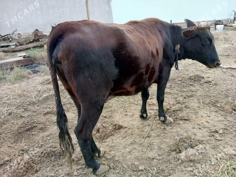 Sygyr - Tejen - img 2