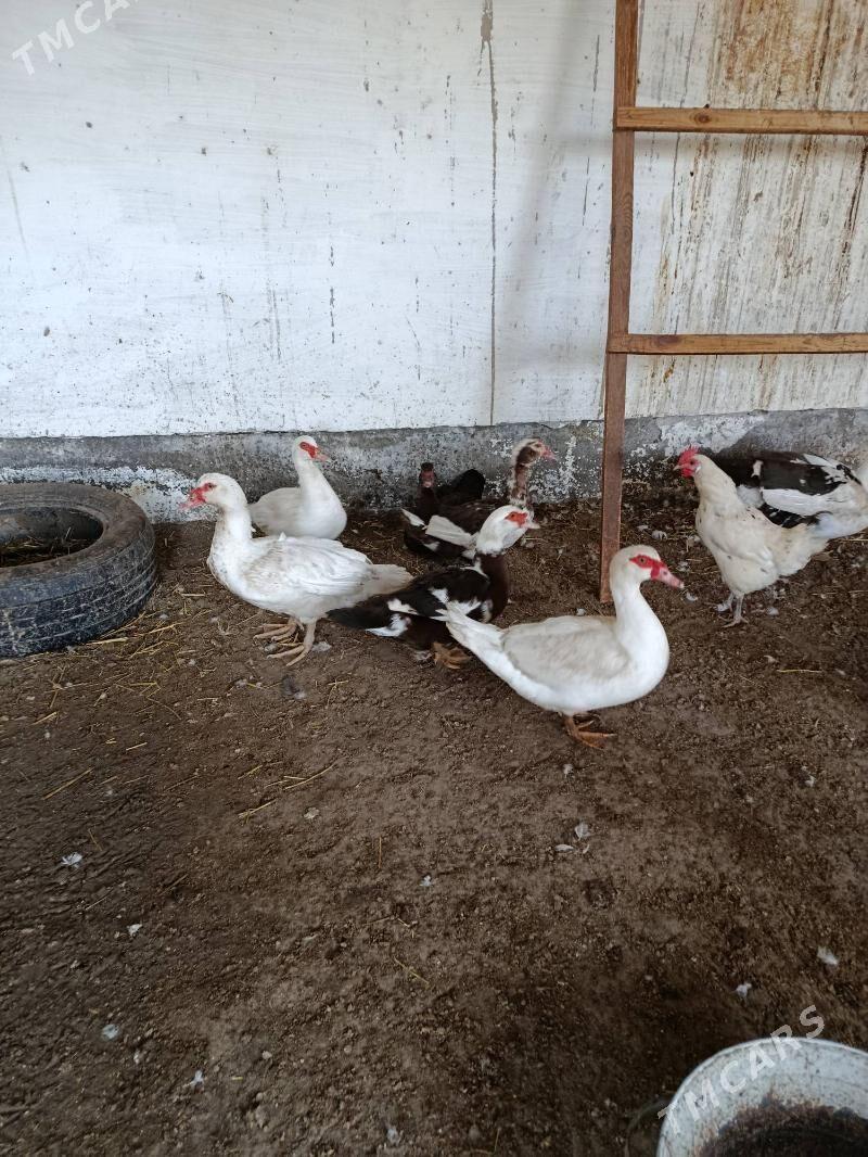 Ördek - Dänew - img 2