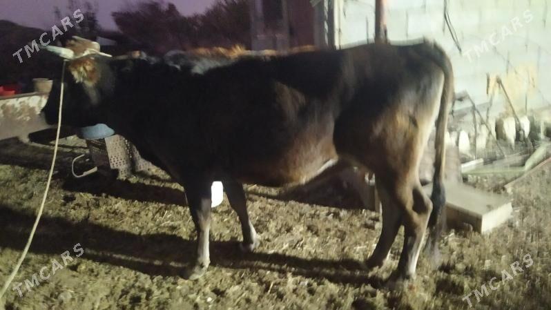 sygyr - Gyzylarbat - img 2