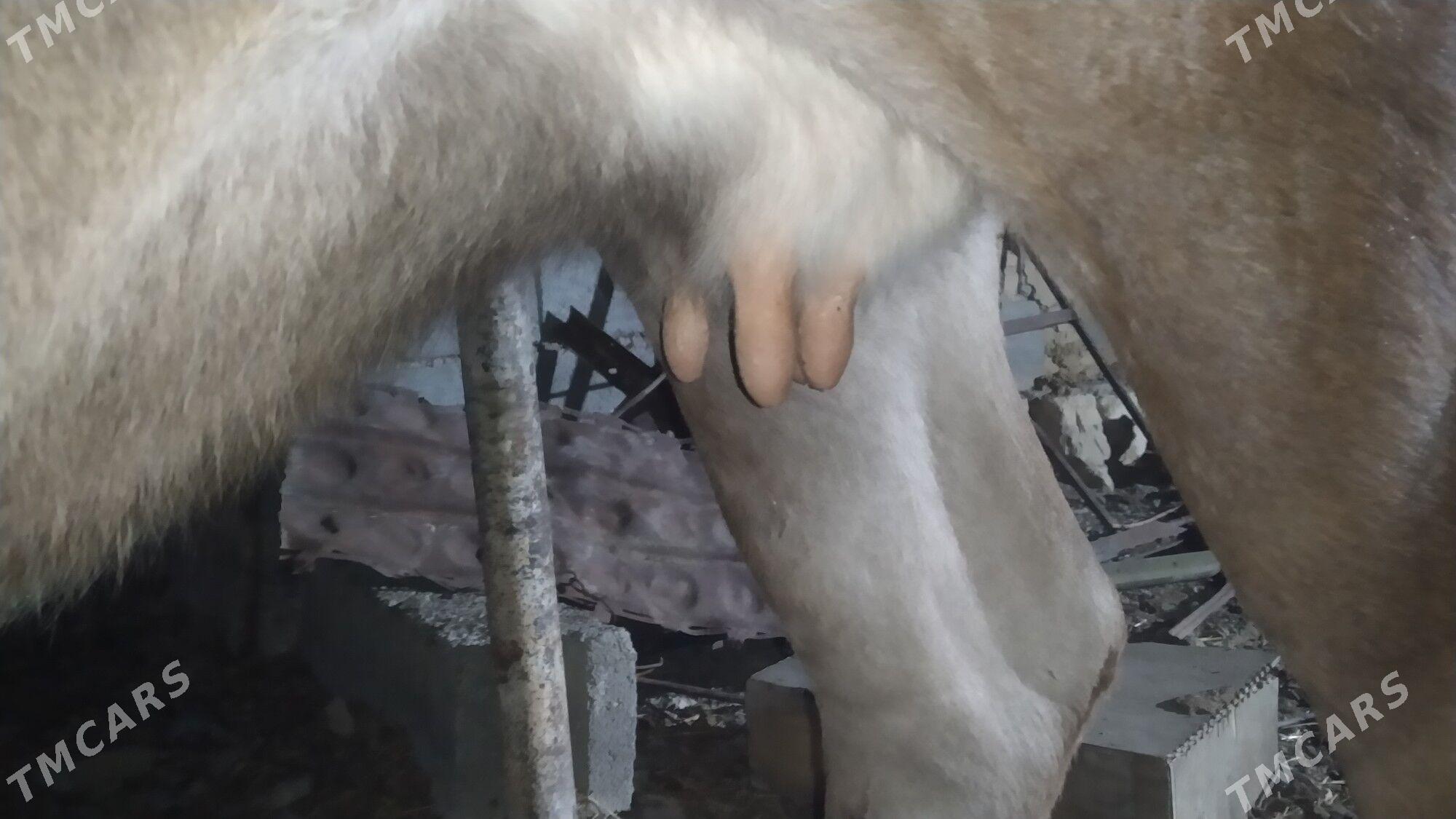 sygyr - Gyzylarbat - img 3