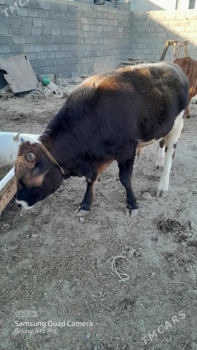 okiz - Бузмеин - img 3