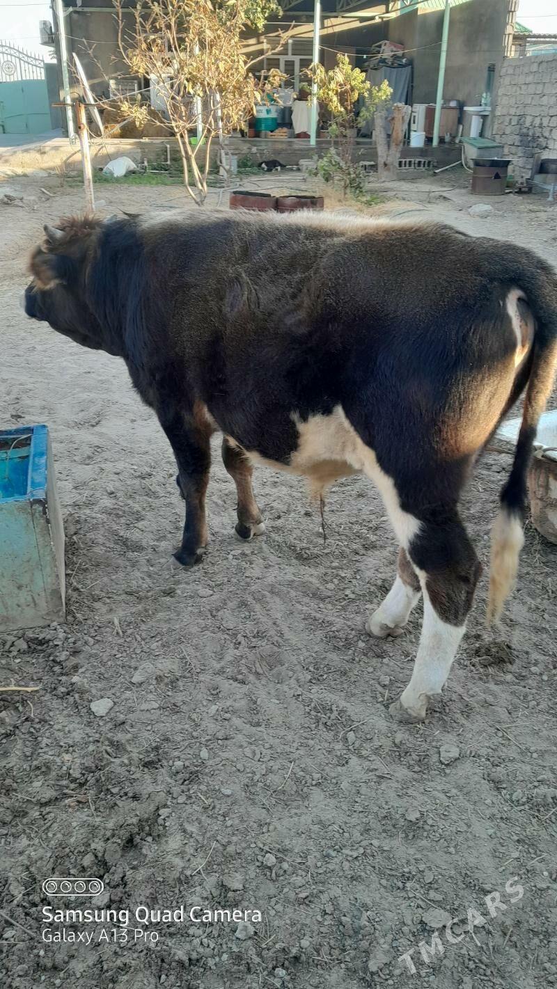 okiz - Бузмеин - img 2