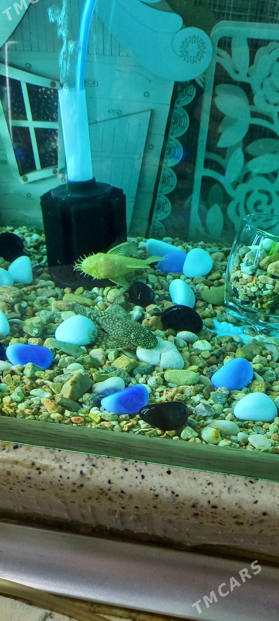 Аквариумные рыбки-сомики - Aşgabat - img 2