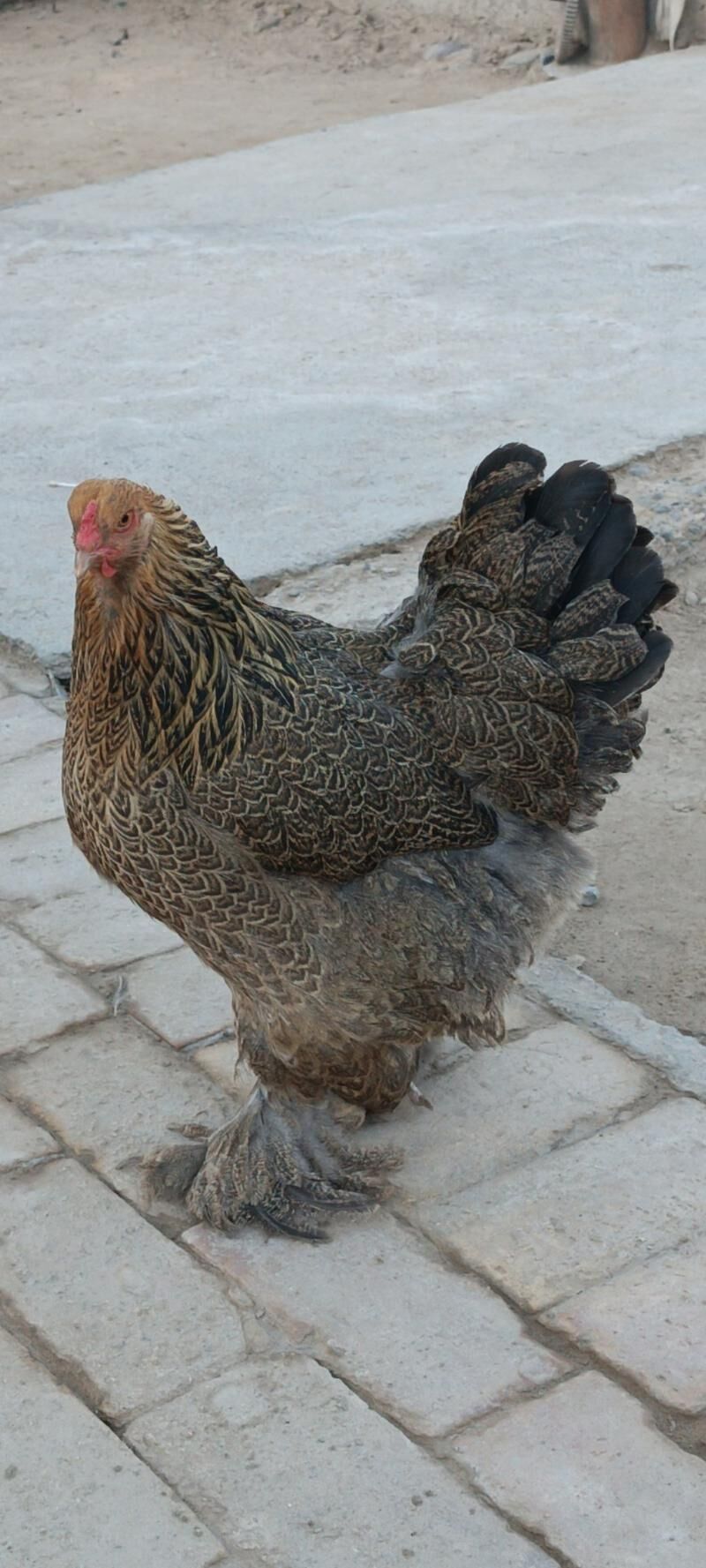 брама голд туркун товги  юмртг - Мары - img 4