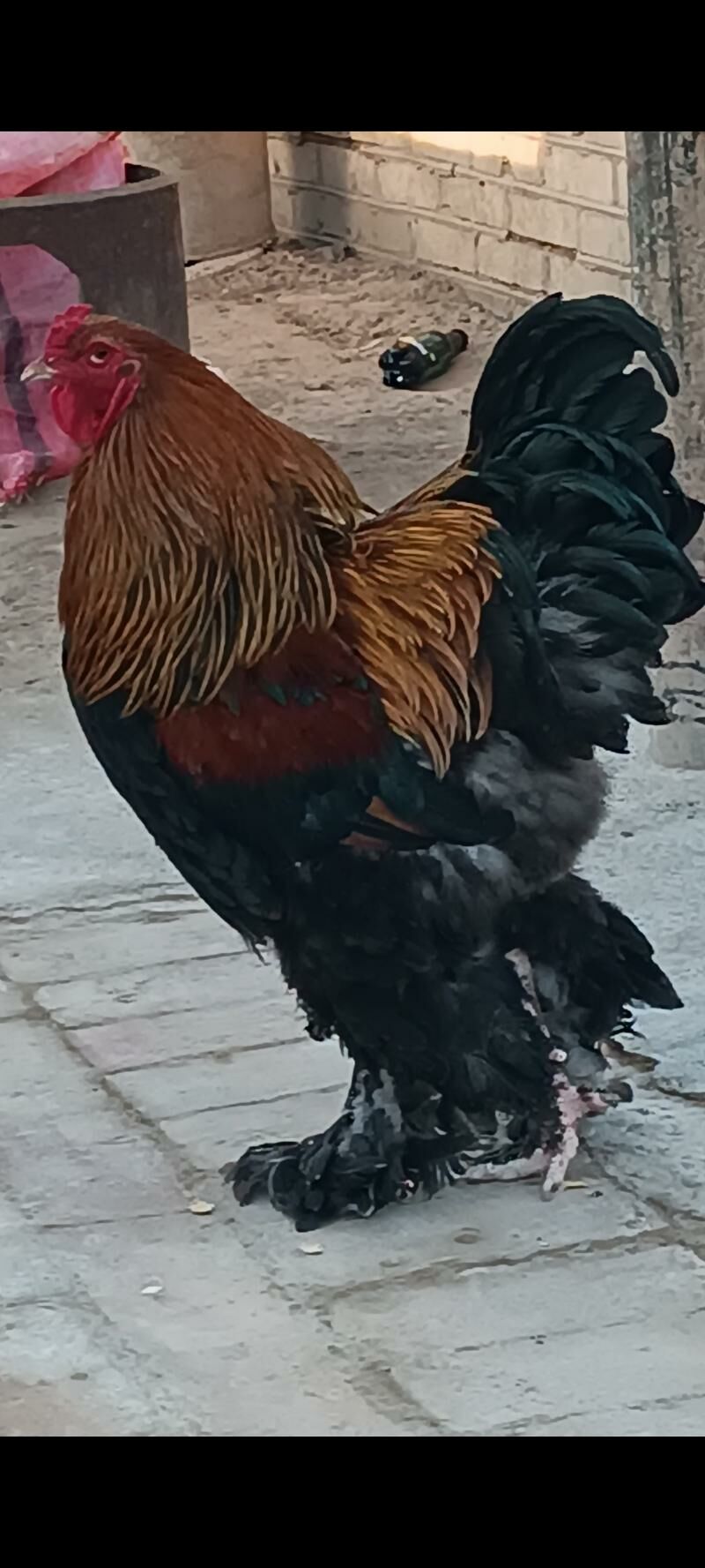 брама голд туркун товги  юмртг - Мары - img 5