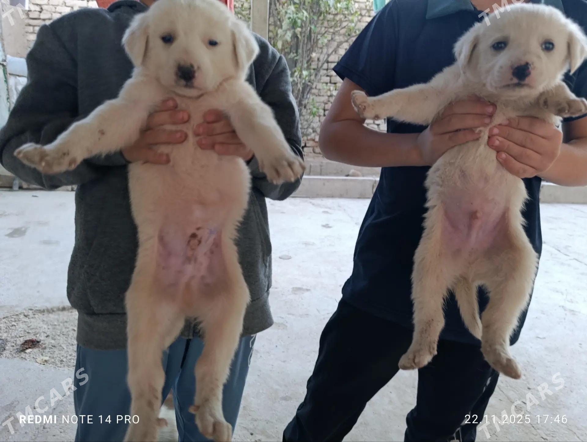 щенята - Ашхабад - img 4