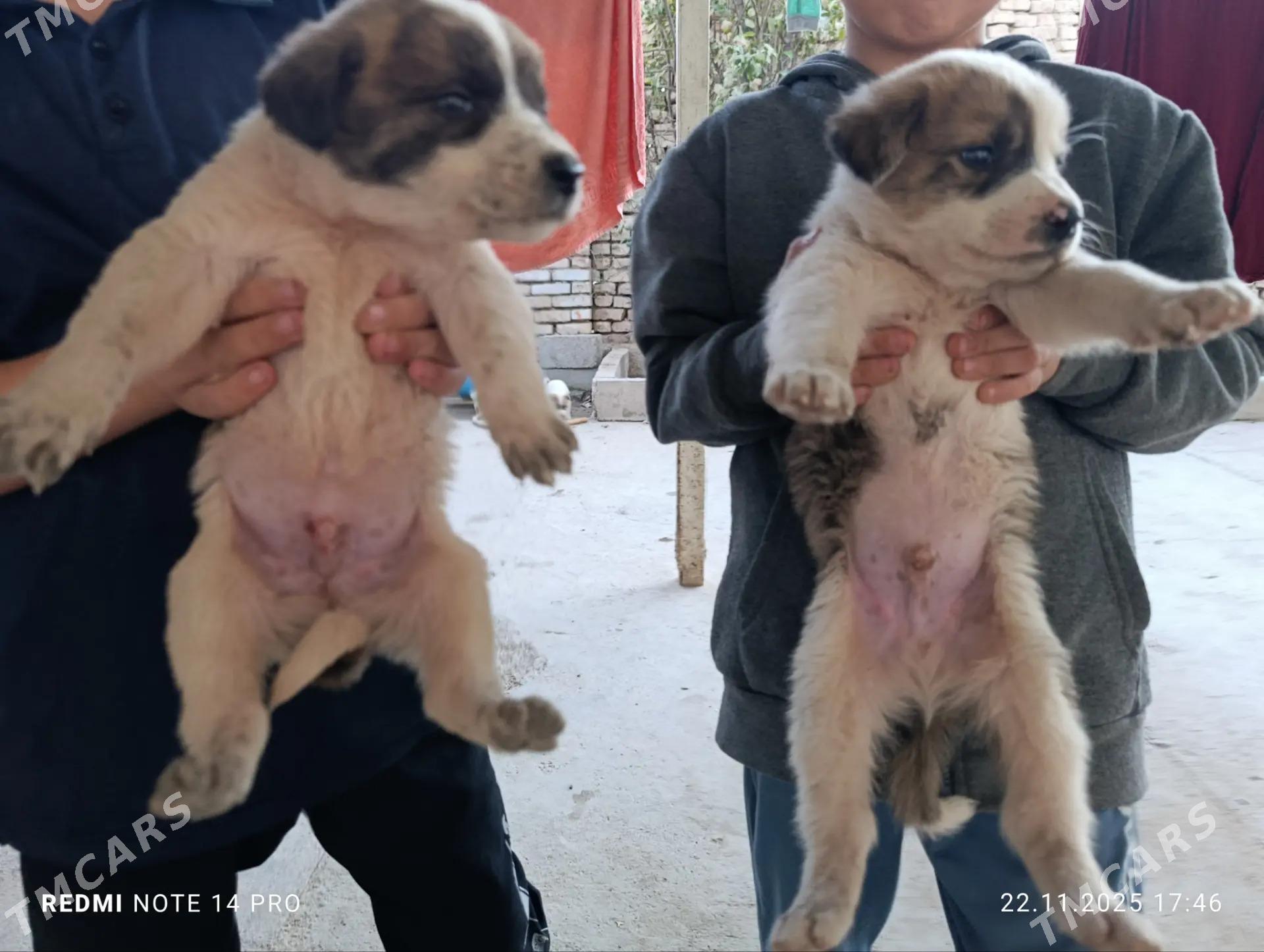 щенята - Ашхабад - img 5