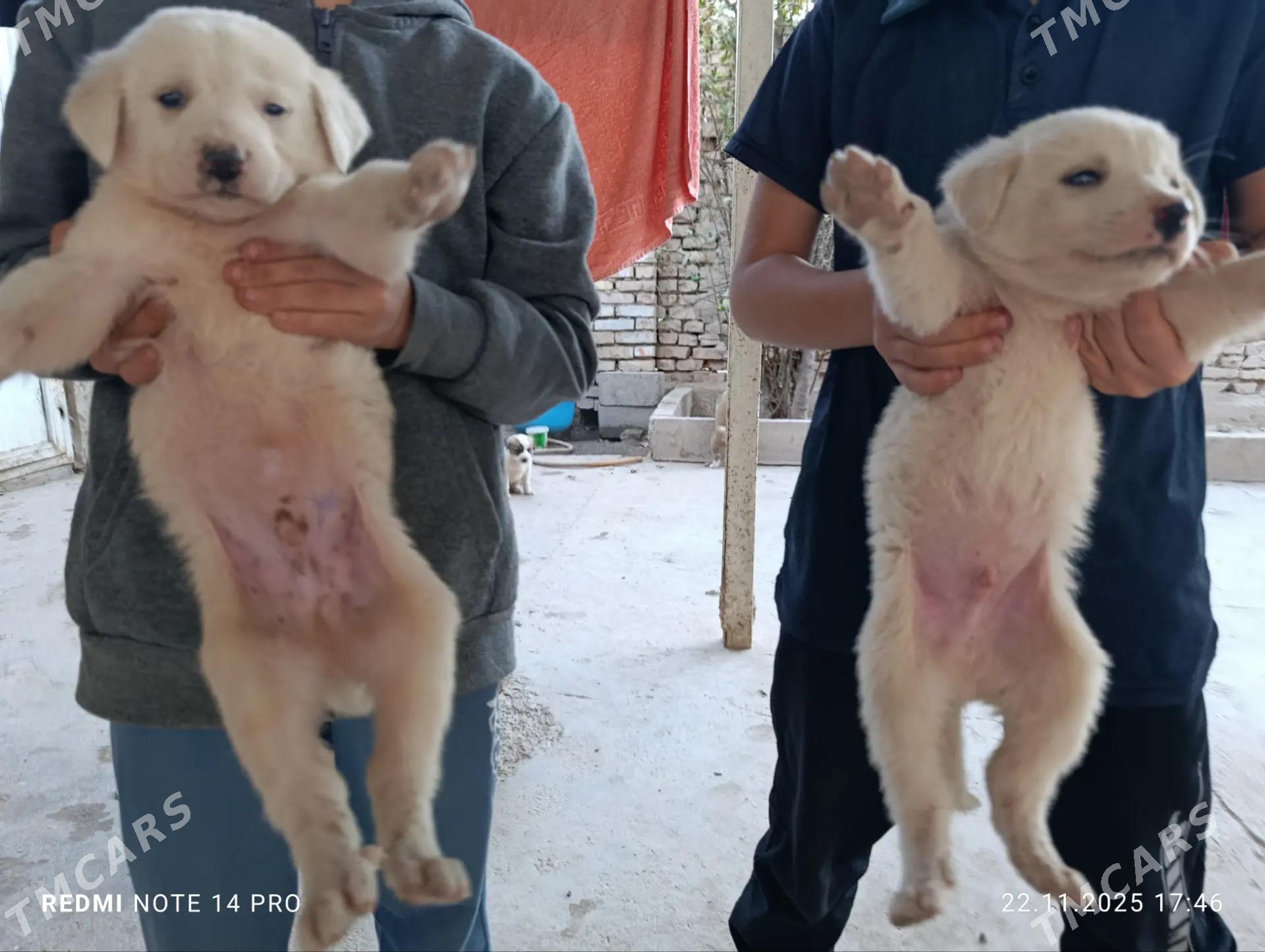 щенята - Ашхабад - img 3