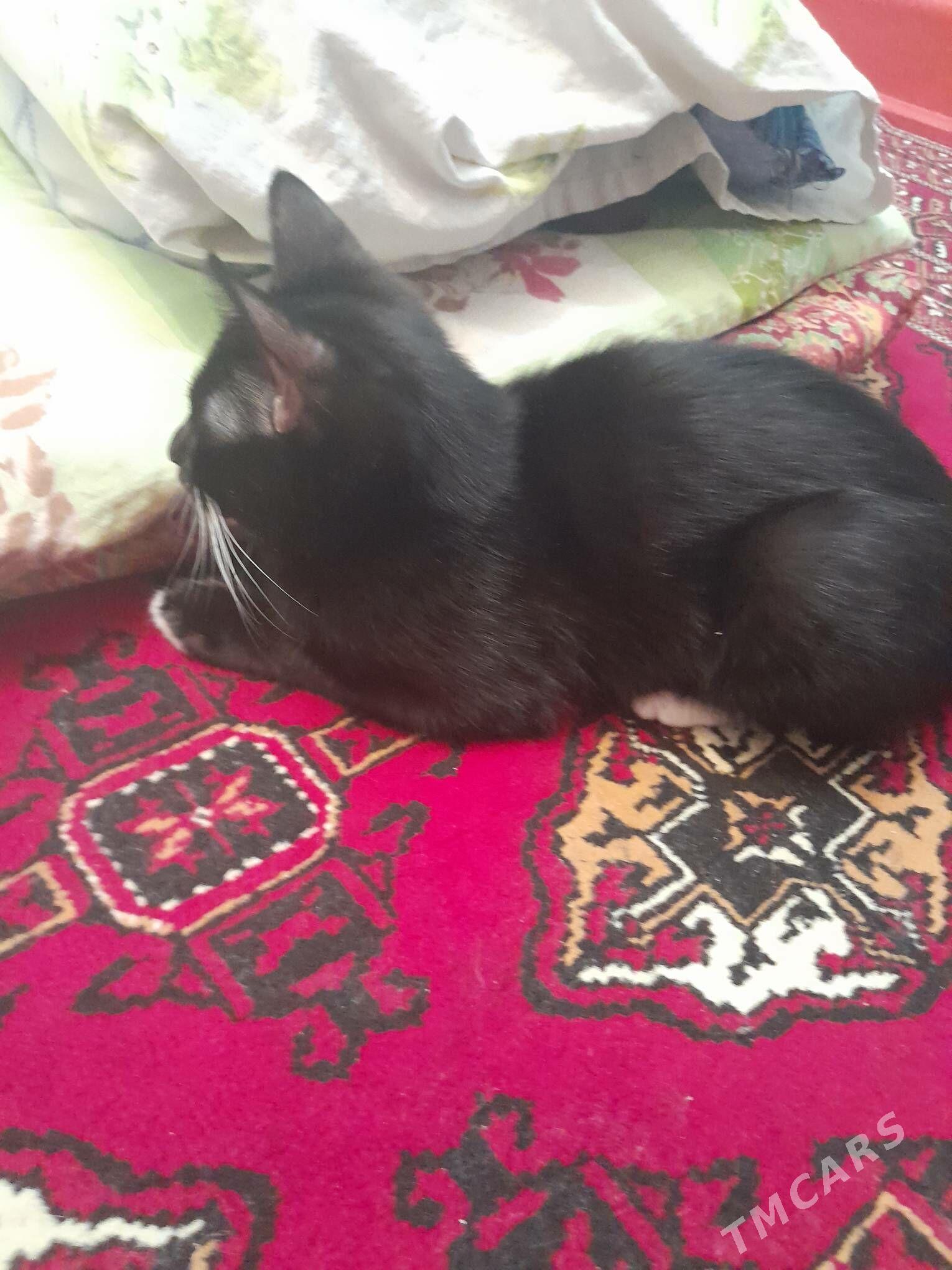 кошка - Aşgabat - img 2