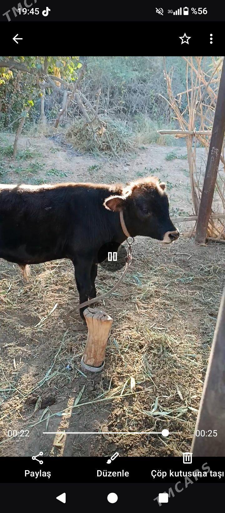 Öküzçe - Sakarçäge - img 2