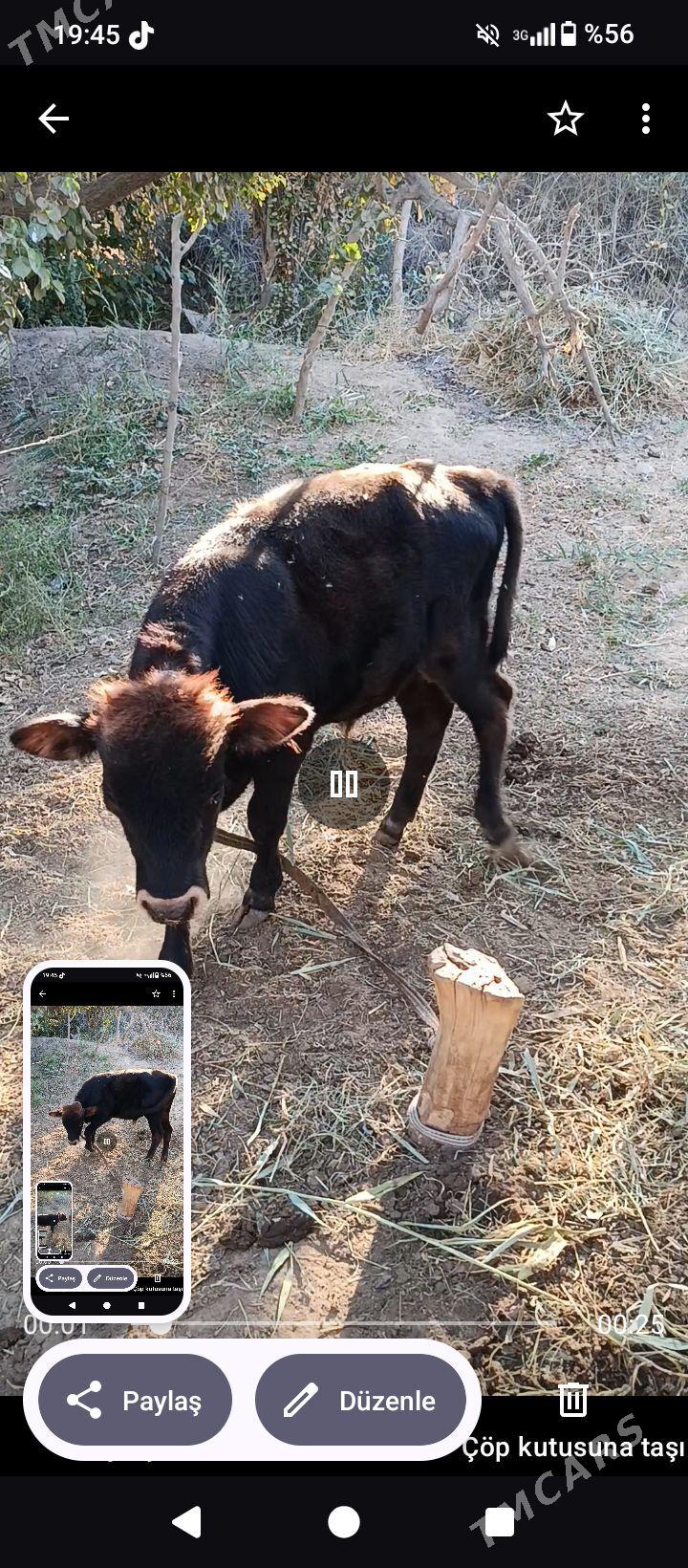 Öküzçe - Sakarçäge - img 3