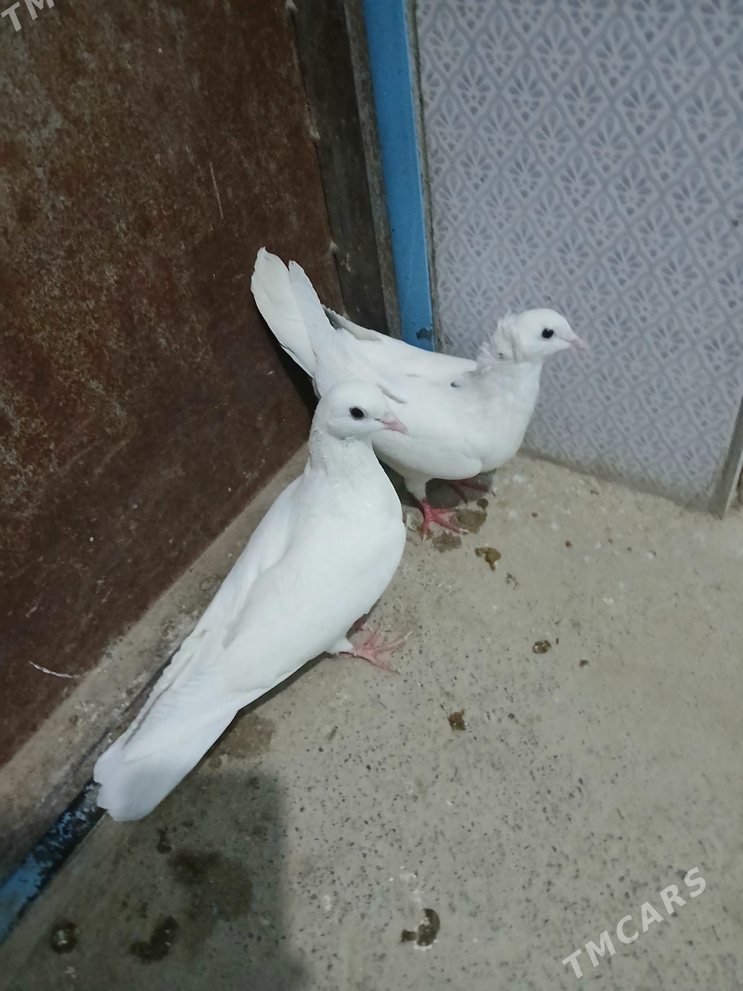 kepderi - Gyzylarbat - img 2