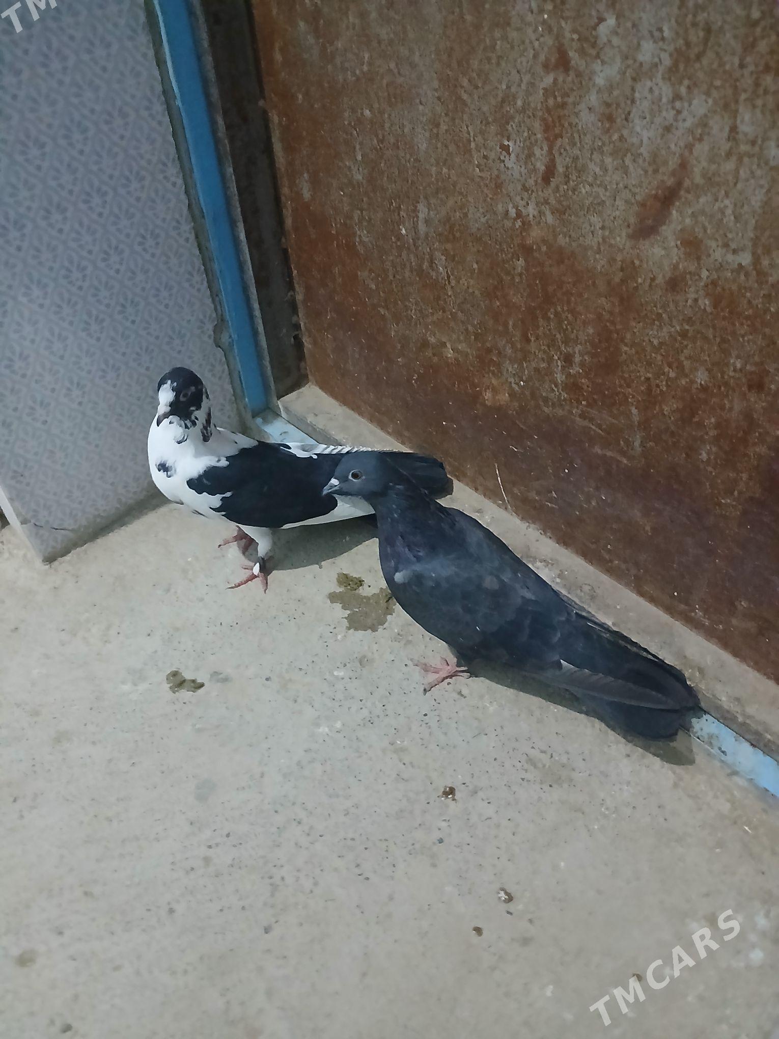 kepderi - Gyzylarbat - img 1