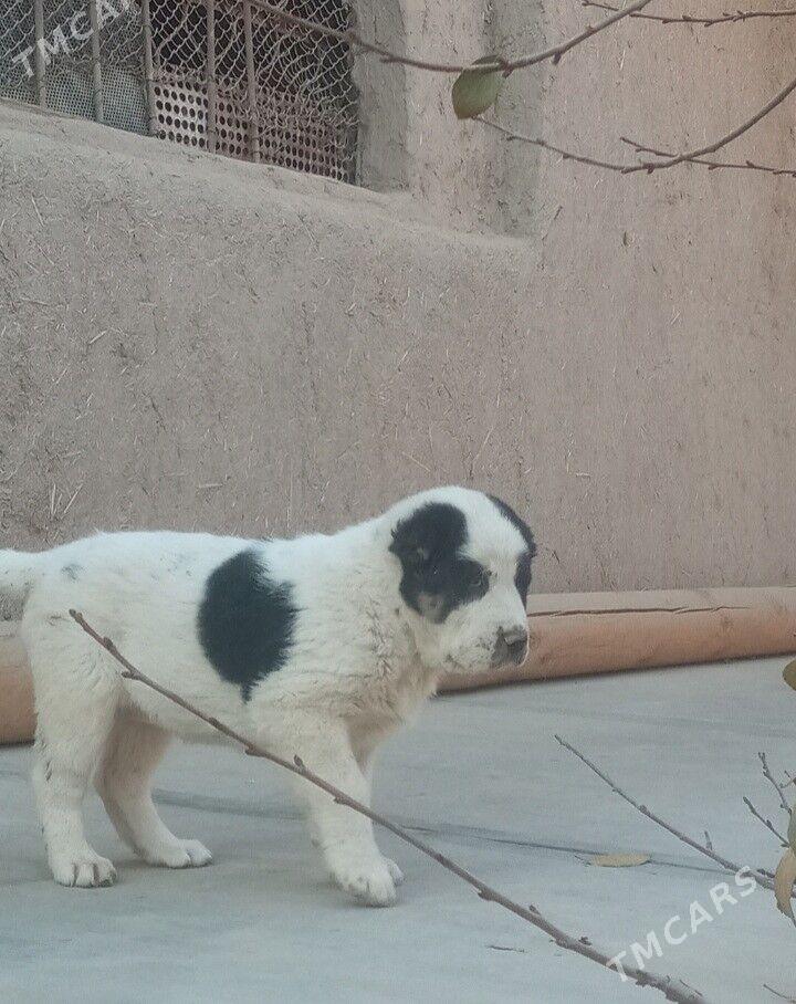 turmen alabay gujuk - Дашогуз - img 2