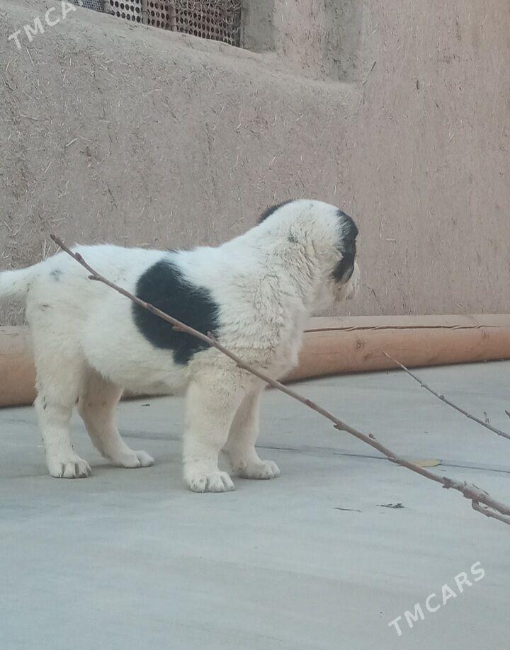 turmen alabay gujuk - Дашогуз - img 3