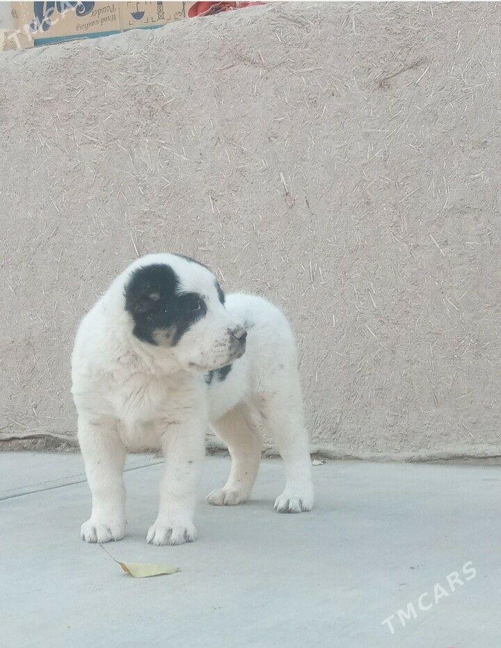 turmen alabay gujuk - Дашогуз - img 4