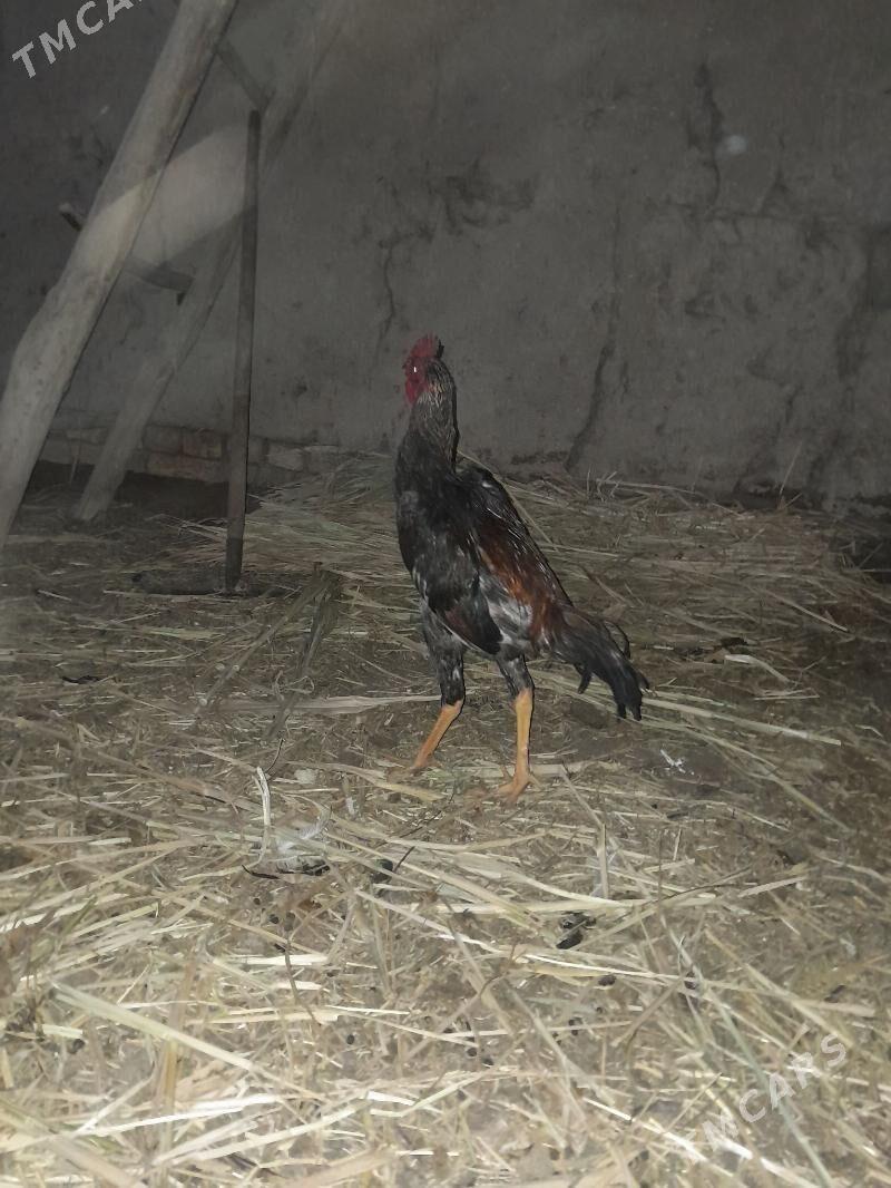 paroda horaz - Gurbansoltan Eje - img 3