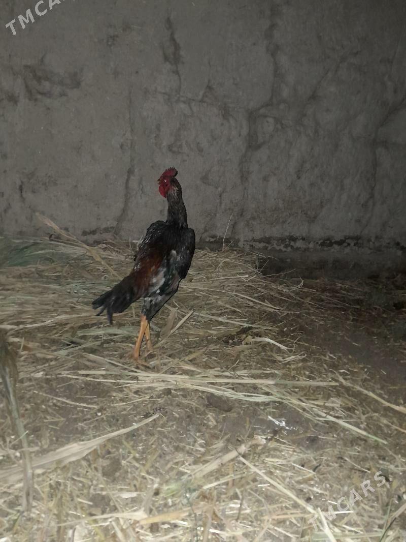 paroda horaz - Gurbansoltan Eje - img 4