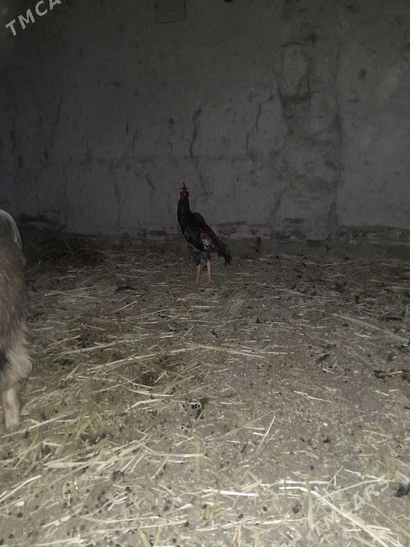 paroda horaz - Gurbansoltan Eje - img 5