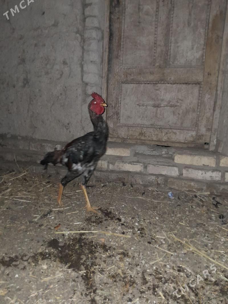 paroda horaz - Gurbansoltan Eje - img 2