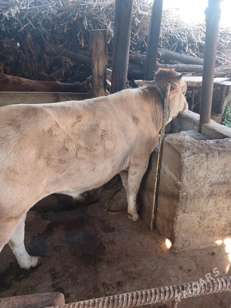 Tohum öküzçe - Ашхабад - img 2