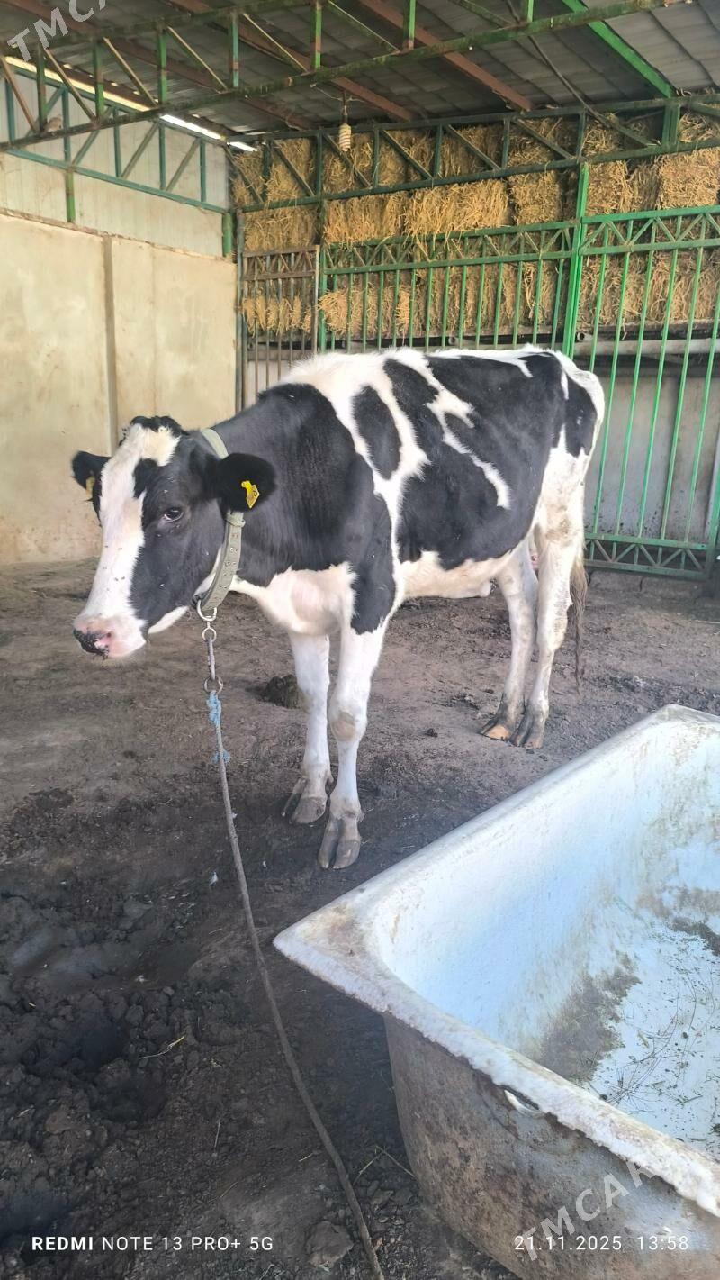 tuwe - Aşgabat - img 3