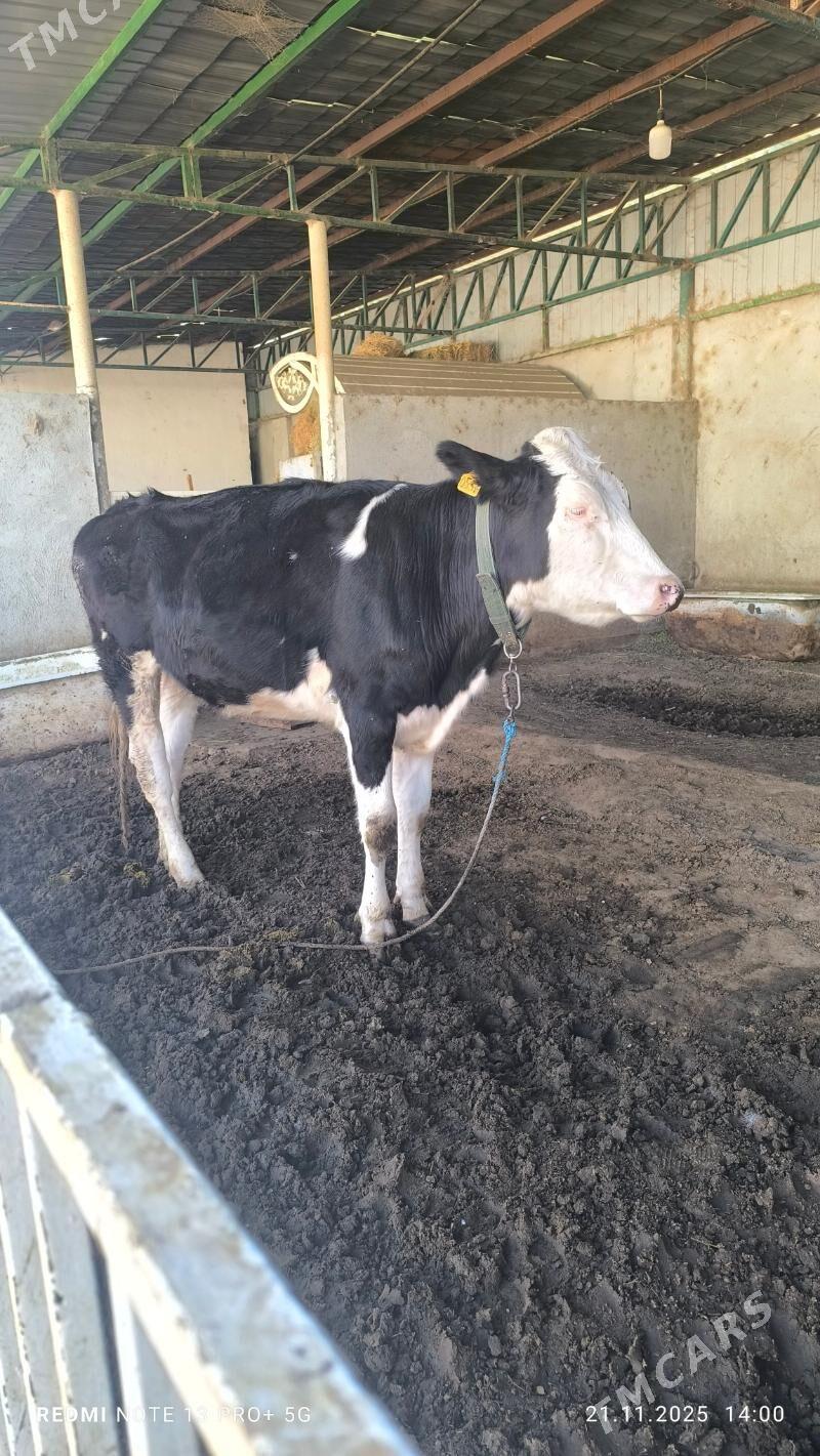 tuwe - Aşgabat - img 6