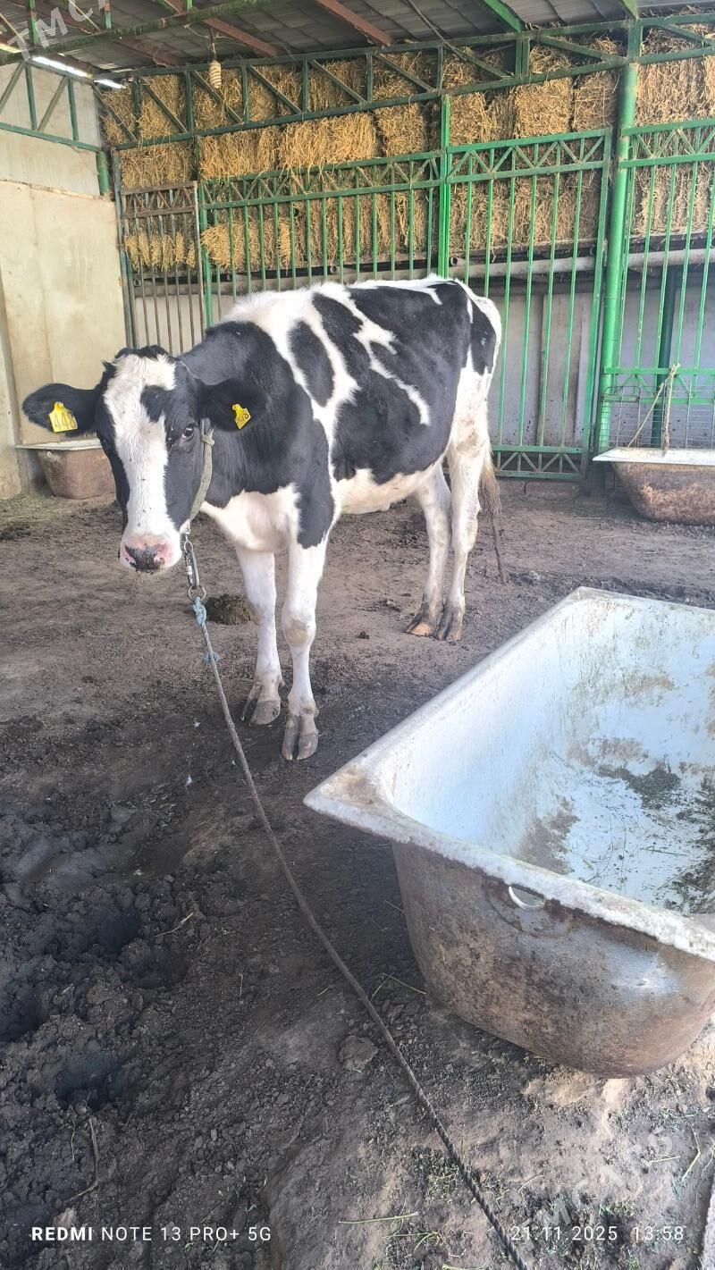 tuwe - Aşgabat - img 7