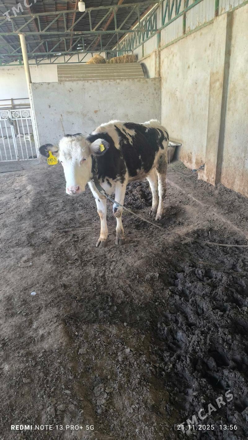 tuwe - Aşgabat - img 4