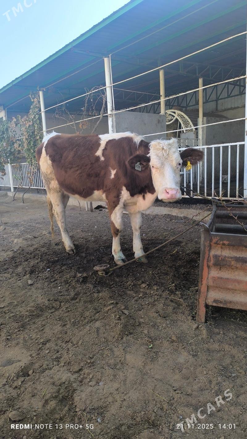 tuwe - Aşgabat - img 5