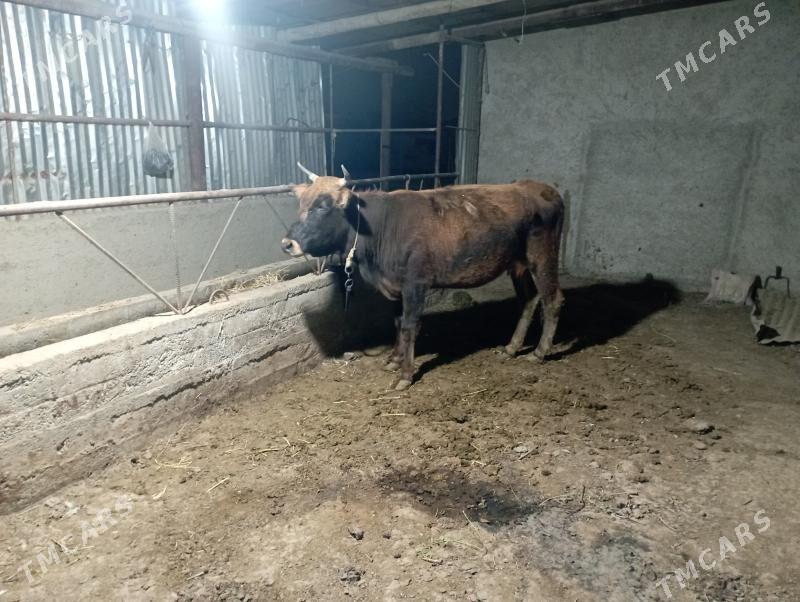 gysyr Sygyr - Gökdepe - img 2