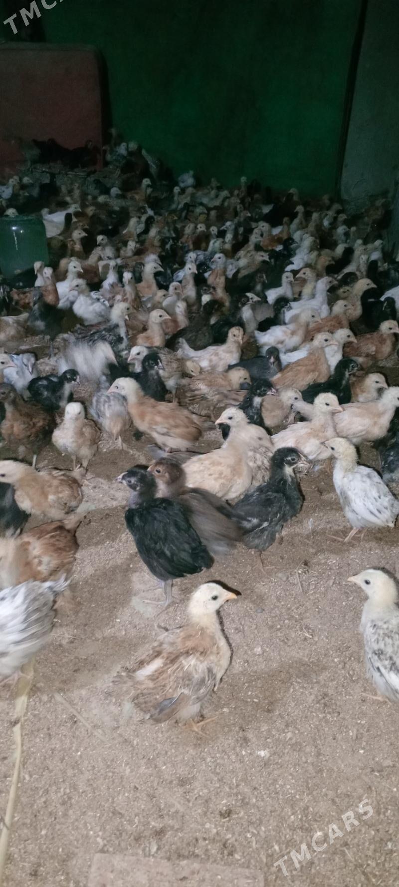 jüýje - Мары - img 4