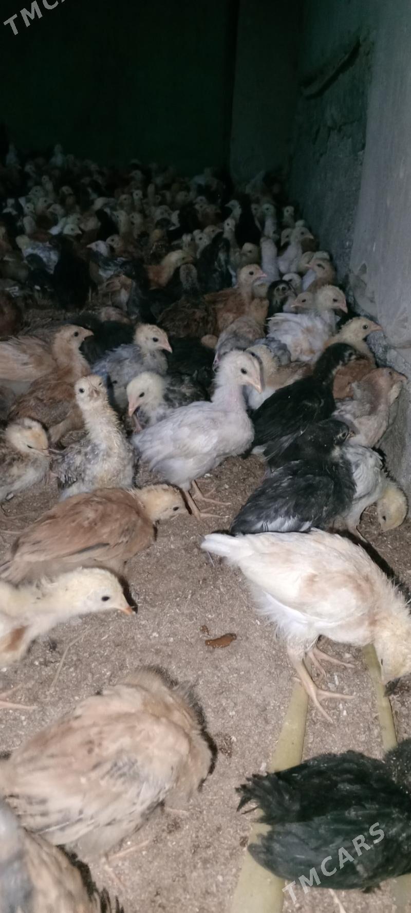 jüýje - Мары - img 2