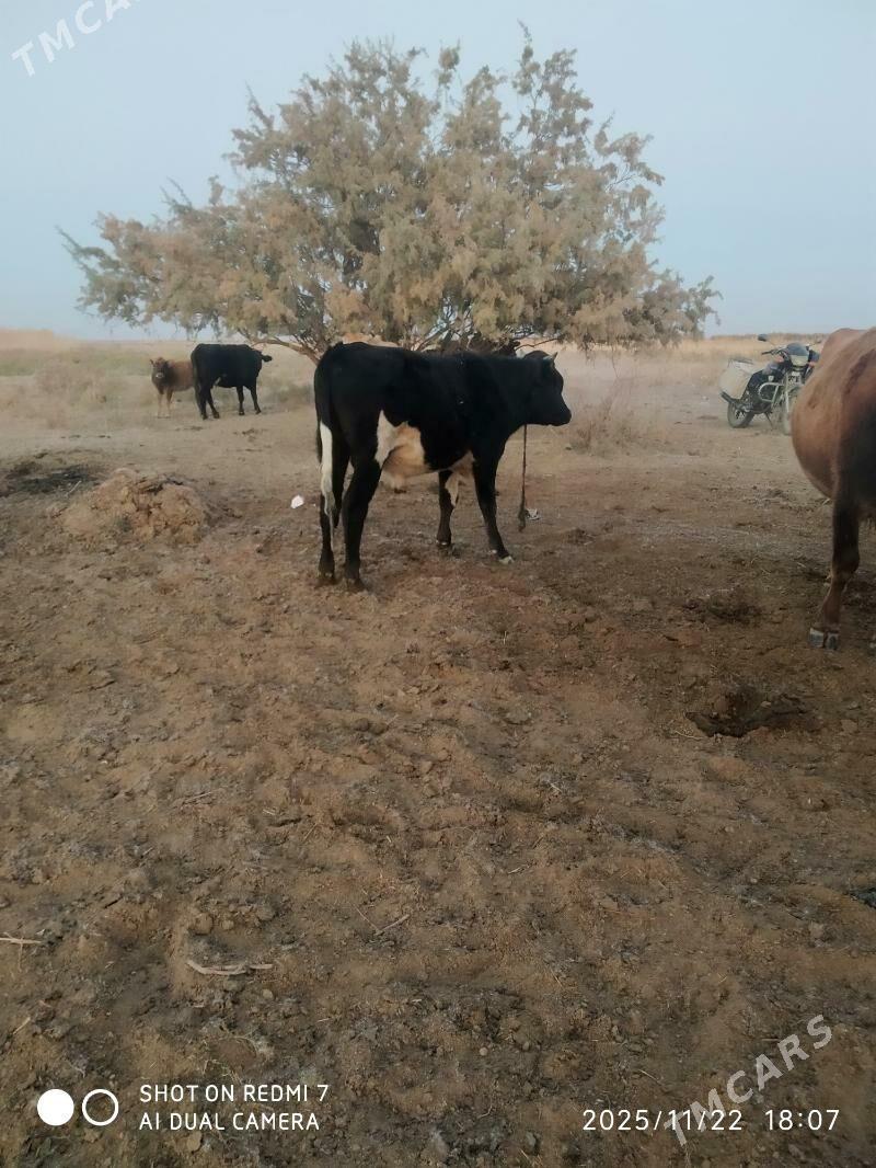 okuz - Bäherden - img 1