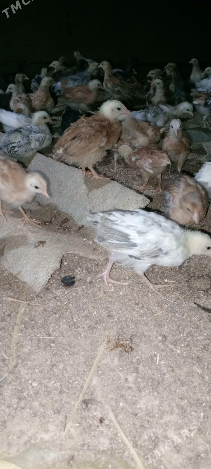 jüýje - Мары - img 1