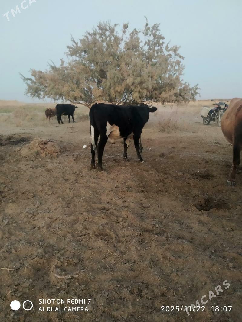 okuz - Bäherden - img 2