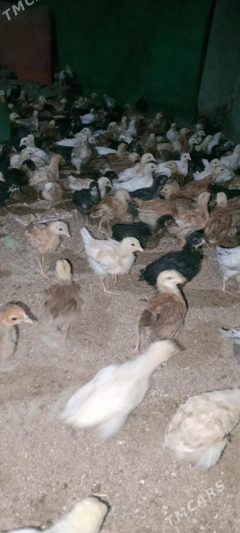 jüýje - Мары - img 5