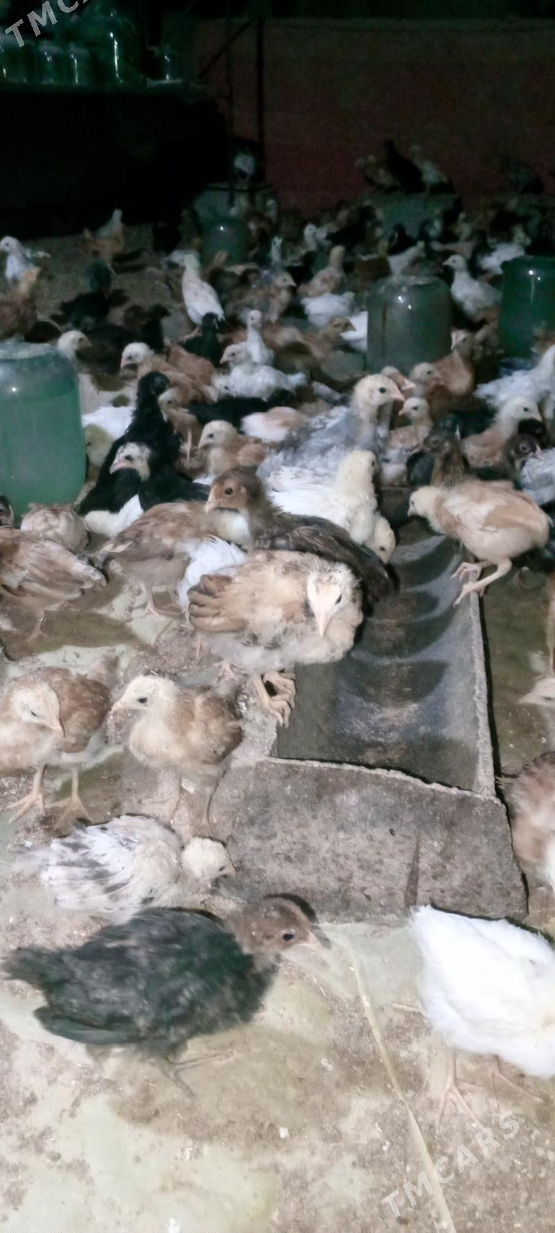 jüýje - Мары - img 3